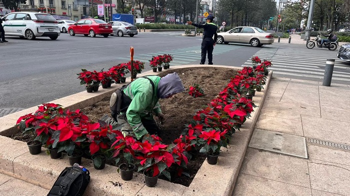 Más de 200 mil flores de nochebuena serán colocadas en avenidas de la CDMX