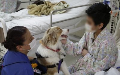 Apoyan perritos en más de tres mil operaciones en pequeños
