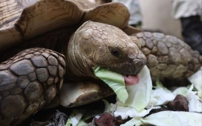 En Guerrero, Guardia Nacional localiza tortuga de tierra extraviada durante el paso del huracán Otis
