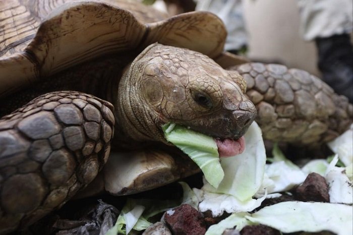 En Guerrero, Guardia Nacional localiza tortuga de tierra extraviada durante el paso del huracán Otis