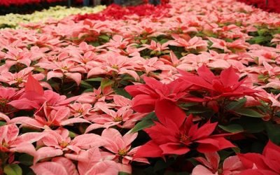 Edomex ocupa los primeros lugares nacionales en producción de nochebuena