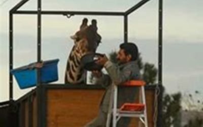 Benito rompe las redes y vence maltrato animal