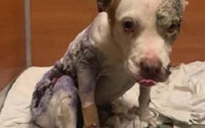 Valida IECM firmas para iniciativa ciudadana contra maltrato animal