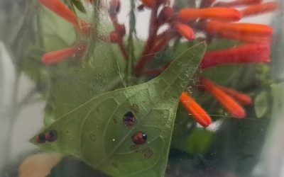 Utiliza Agricultura catarinas para combatir insectos plaga y vectores de enfermedades en cítricos
