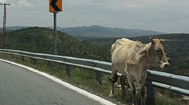 Prohibir pastoreo de ganado a orillas de las carreteras federales, impulsa legislador ecologista