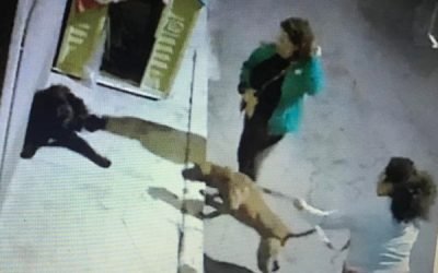 Captan a mujeres agredir a ‘lomitos’ callejeros con un pitbull