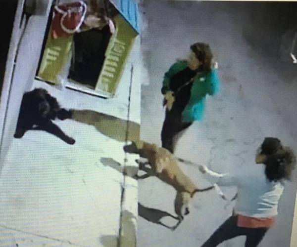 Captan a mujeres agredir a ‘lomitos’ callejeros con un pitbull