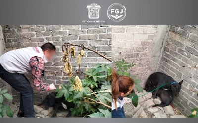 En el Edomex rescatan a estos peluditos