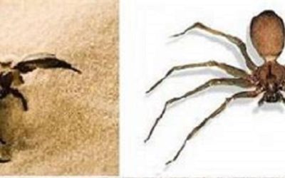 Cuidado con las picaduras o mordeduras de animales ponzoñosos, que pueden ser letales