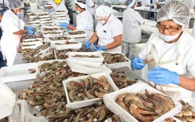 Garantizado abasto de camarón en cuaresma: productores pesqueros y acuícolas