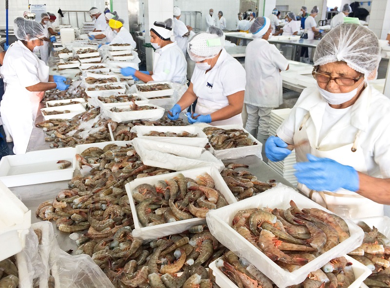 Garantizado abasto de camarón en cuaresma: productores pesqueros y acuícolas - Línea Política