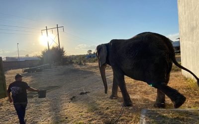 Inicia traslado de elefanta a su nuevo hogar en la CDMX