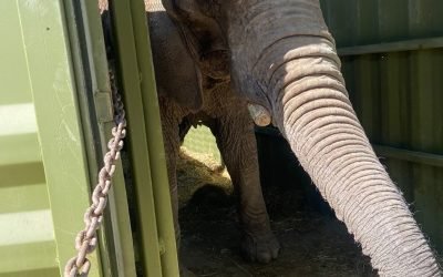 Buscan prohibir espectáculos donde se maltrate a animales o se ponga en riesgo su vida