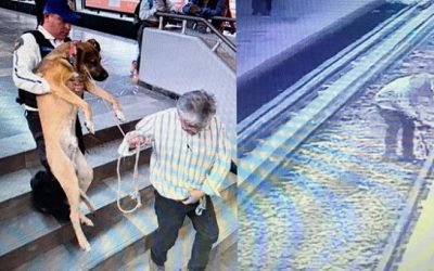 Rescatan a perro de vías del Metro