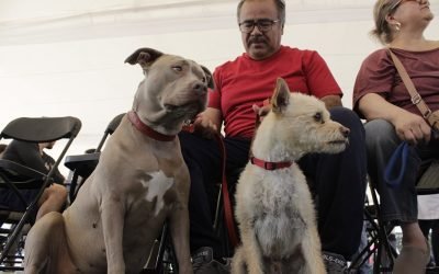 INICIA SEDESA JORNADA INTENSIVA DE VACUNACIÓN ANTIRRÁBICA EN LA CIUDAD DE MÉXICO