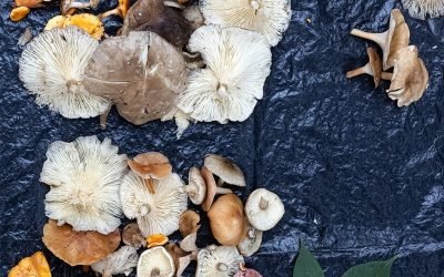 CHAPINGO EXPLORA PROPIEDADES INNOVADORAS DE LOS HONGOS CON EL RESPALDO DE MUJERES POSEEDORAS DE TRADICIONES MICOLÓGICAS
