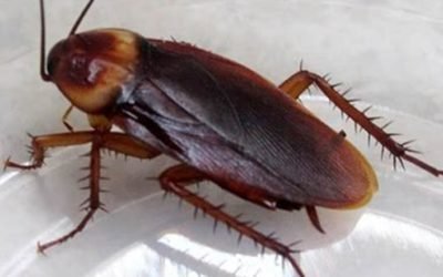 Altas temperaturas generan plaga de ‘súper cucarachas’ en México