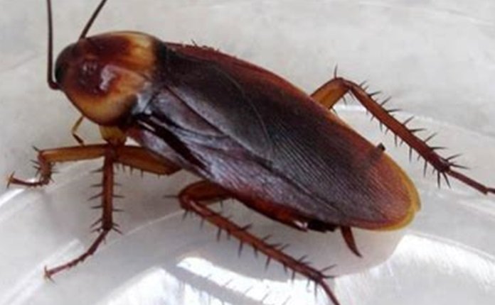 Altas temperaturas generan plaga de ‘súper cucarachas’ en México