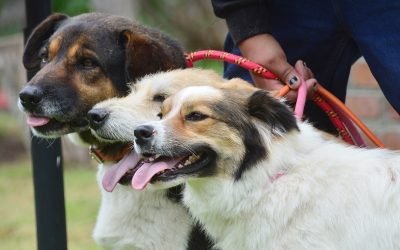 ¿CÓMO CUIDAR A NUESTRAS MASCOTAS DEL CALOR?