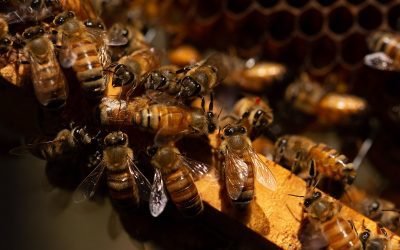 Produce EdoMéx más de 930 toneladas de miel al año