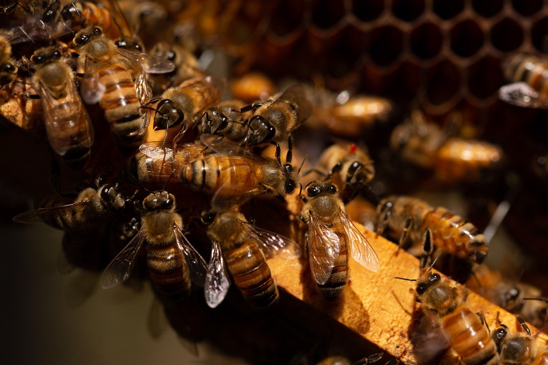 DENUNCIAN DIPUTADOS FEDERALES DEL PRI MUERTE MASIVA DE ABEJAS POR PESTICIDAS