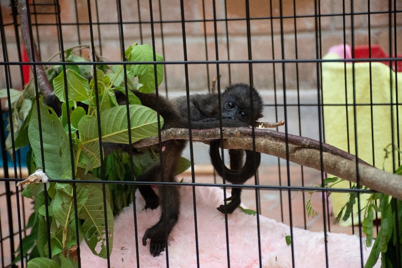 Semarnat refrenda su compromiso con la conservación del mono saraguato