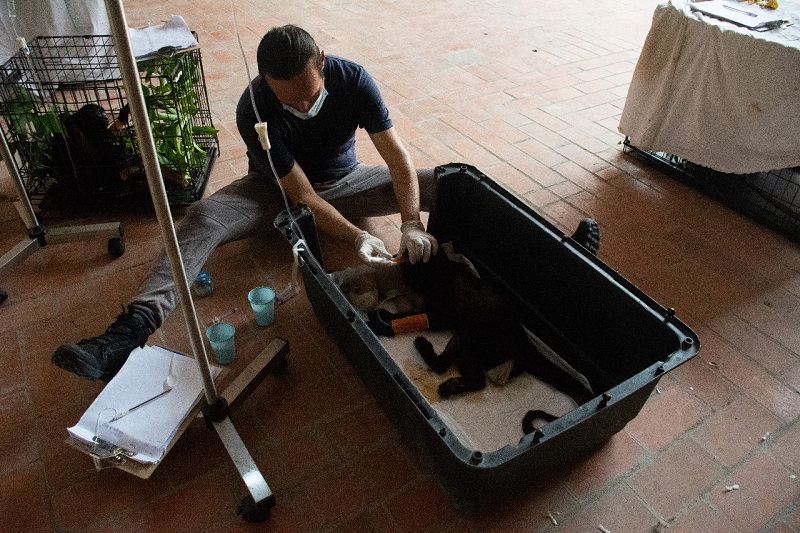 Acciones en atención a monos saraguatos en el sureste del país