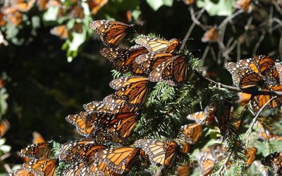 México encabeza reunión con Estados Unidos y Canadá en beneficio de la mariposa Monarca