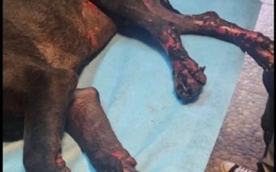 Perro rescatista se quema sus patitas por incendio en Mitla; piden ayuda para su medicamento