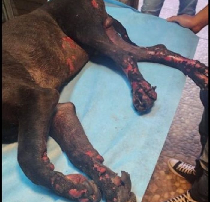 Perro rescatista se quema sus patitas por incendio en Mitla; piden ayuda para su medicamento