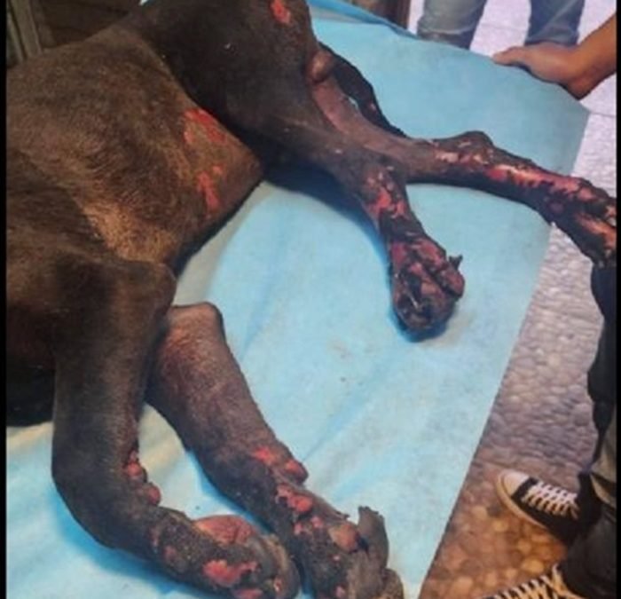 MC advierte ‘epidemia’ de maltrato animal en México