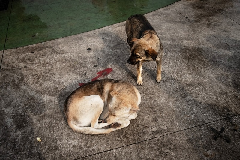 Creará gobernadora mexiquense, la primera Policía de Protección y Cuidado Animal y una Fiscalía Especializada