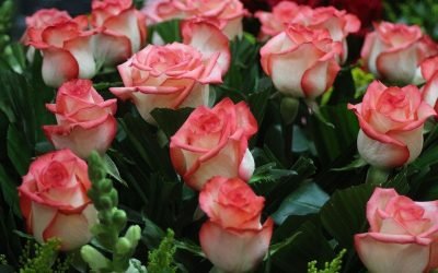 ¡Celebra con rosas el Día de San Valentín!