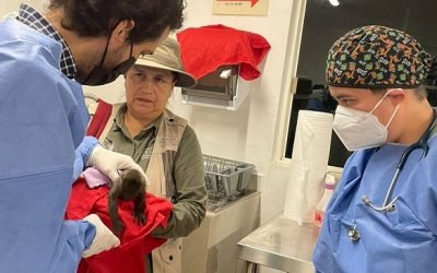 Semarnat y Profepa liberan tres monos adultos a su hábitat natural