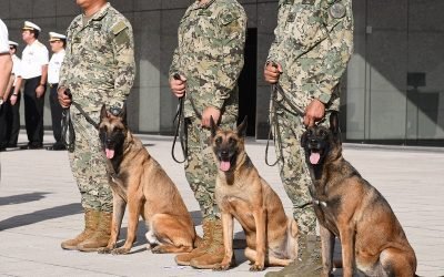 Invierte Ejército 35.6 mdp en alejar fauna de aeropuertos