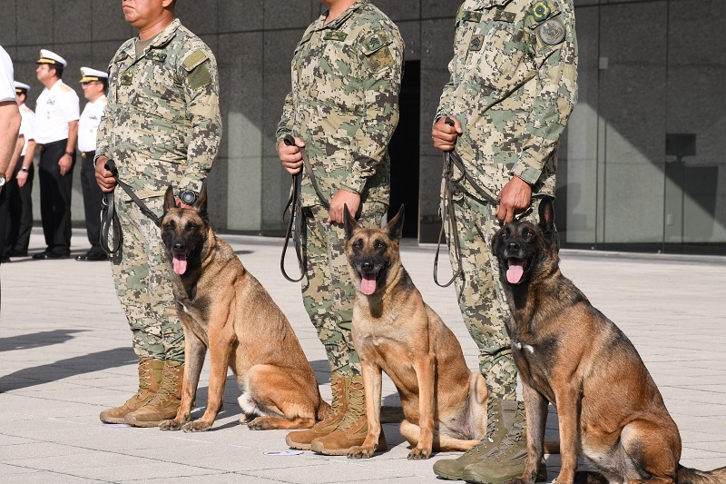 Secretaría de Marina reconoce labor de tres de sus elementos caninos