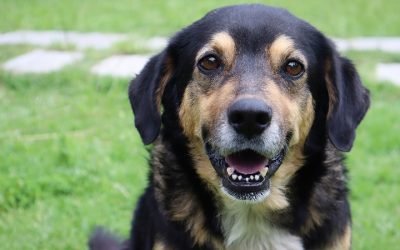 “Lucas” tiene un hogar digno con la familia Imevis