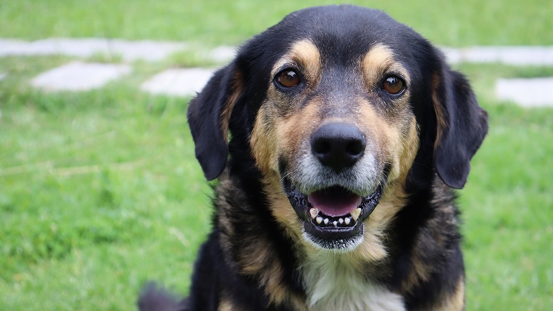 “Lucas” tiene un hogar digno con la familia Imevis