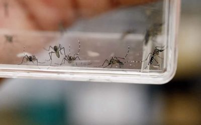Realizan autoridades mexiquenses campaña para prevenir el dengue en el EdoMéx