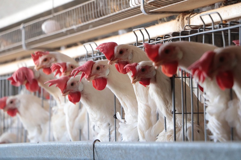 Confirma SSA defunción de menor por influenza aviar A(H5N1)