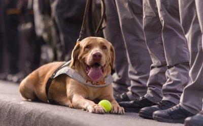 PERROS Y GATOS CON LISTÓN AMARILLO EN CDMX, PROPONE PAN LOCAL