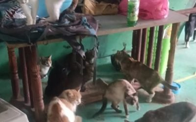 Autoridades de la Ciudad de México y Edomex rescatan a 52 felinos y cuatro aves