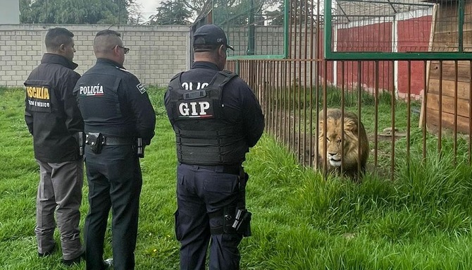 Autoridades mexiquenses rescatan a un León, Mapache y varios caninos