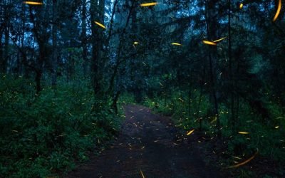 Vive la experiencia del avistamiento de luciérnagas en el Estado de México