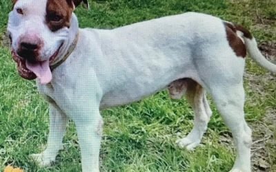 Alerta en México: el gusano barrenador avanza en perros y gatos; así puedes detectarlo a tiempo