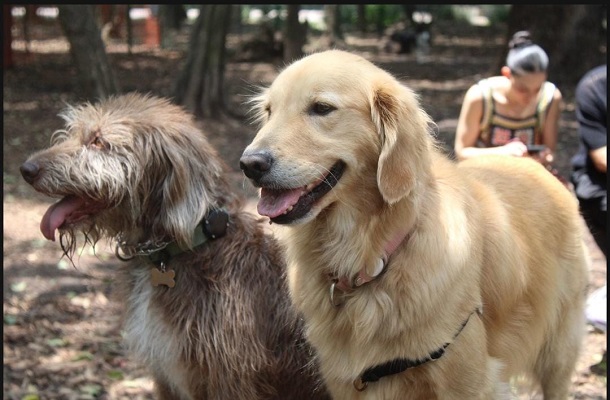 Aumenta el robo de perros en México durante 2024