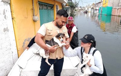 Gobernadora mexiquense envía brigadas de bienestar animal a Chalco y habilita tres albergues para los seres sintientes