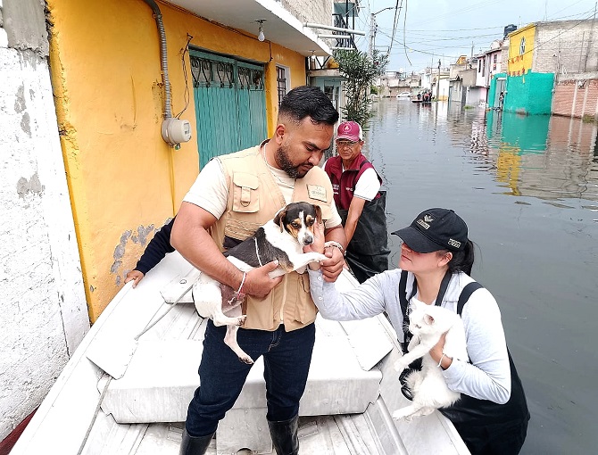 Gobernadora mexiquense envía brigadas de bienestar animal a Chalco y habilita tres albergues para los seres sintientes