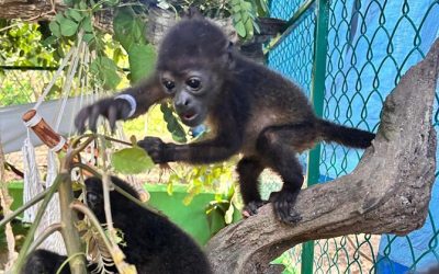 Trasladan a las crías de mono saraguato a UMA en Tabasco