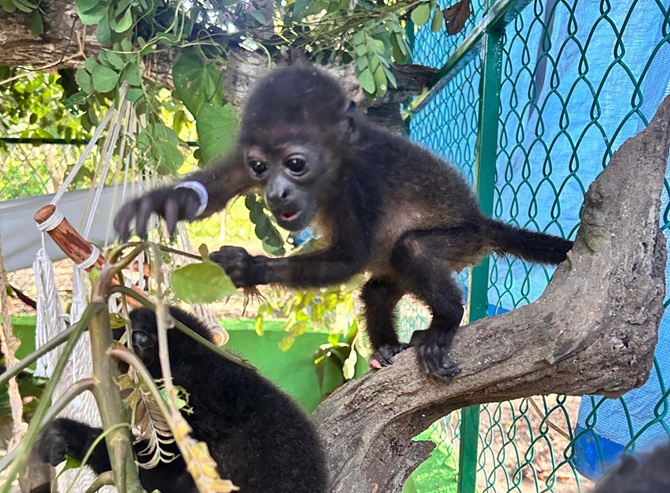 Trasladan a las crías de mono saraguato a UMA en Tabasco